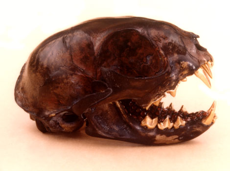 cat skull
